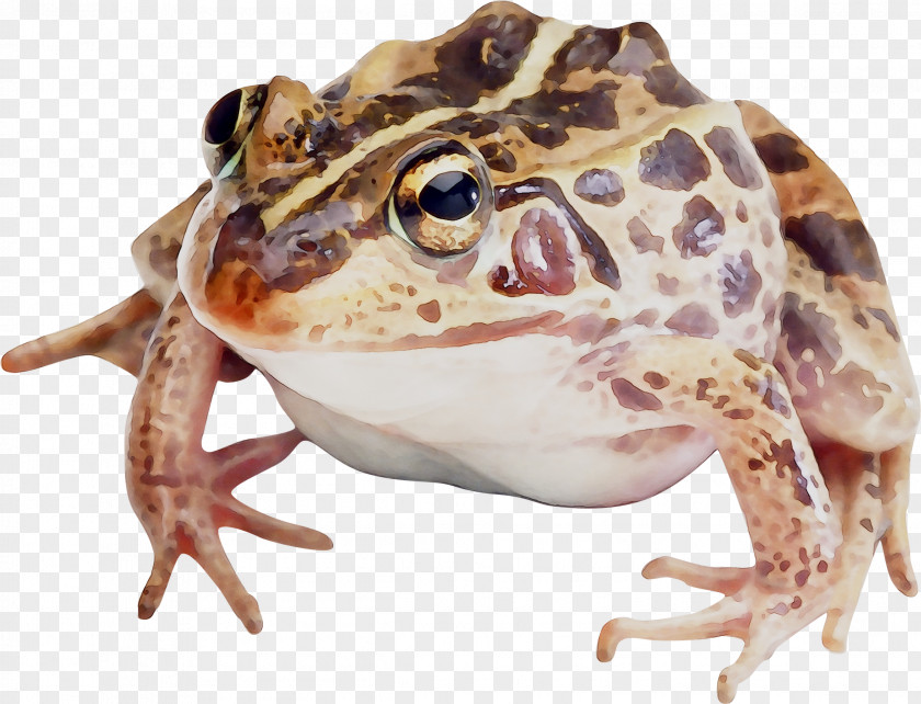 Toad Reptile True Frog Radical Snakes PNG