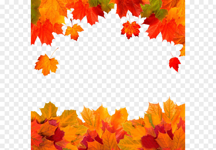 Autumn Leaves Leaf Color Red Maple PNG