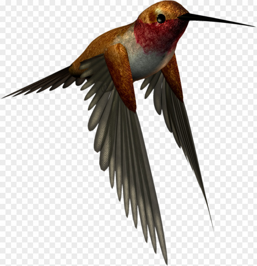 Hummingbird Display Resolution Clip Art PNG