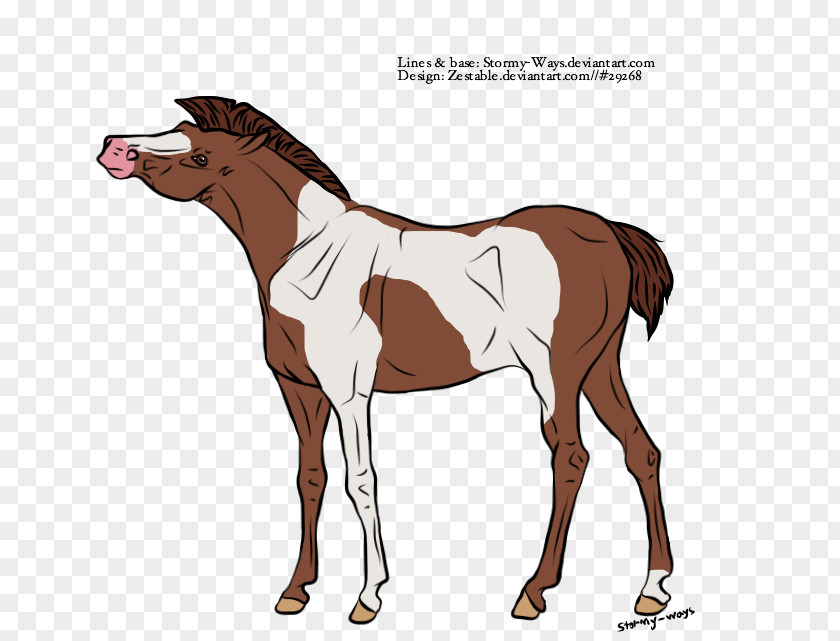 Mustang Mule Foal Stallion Colt Mare PNG