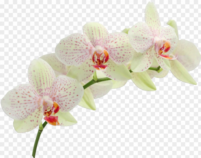 Orchid Wedding Invitation Cattleya Orchids Zazzle PNG