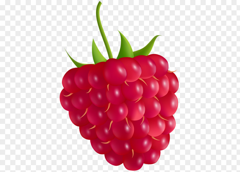 Raspberrie Raspberry Clip Art Image Vector Graphics PNG