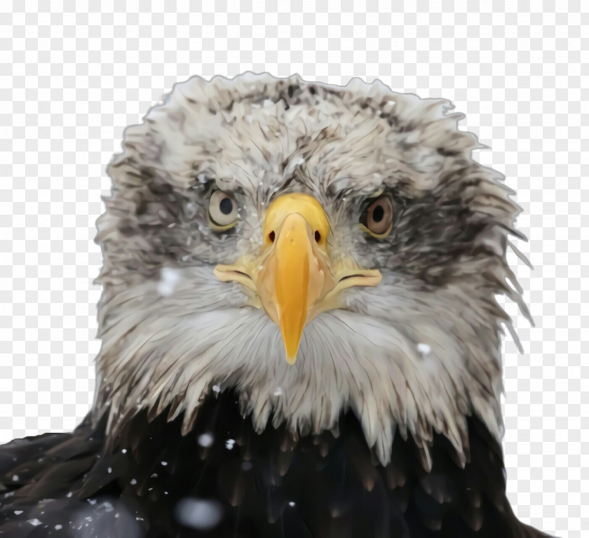 Sea Eagle Closeup Feather PNG