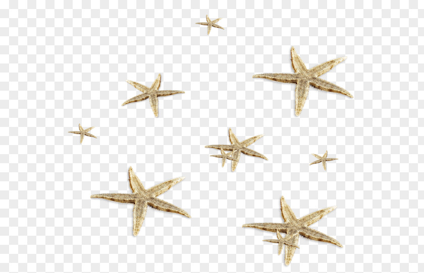 Starfish Material Animal Clip Art PNG