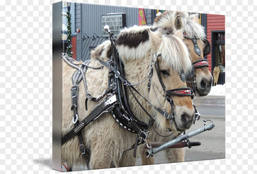 Horse Harnesses Halter Rein Bridle PNG