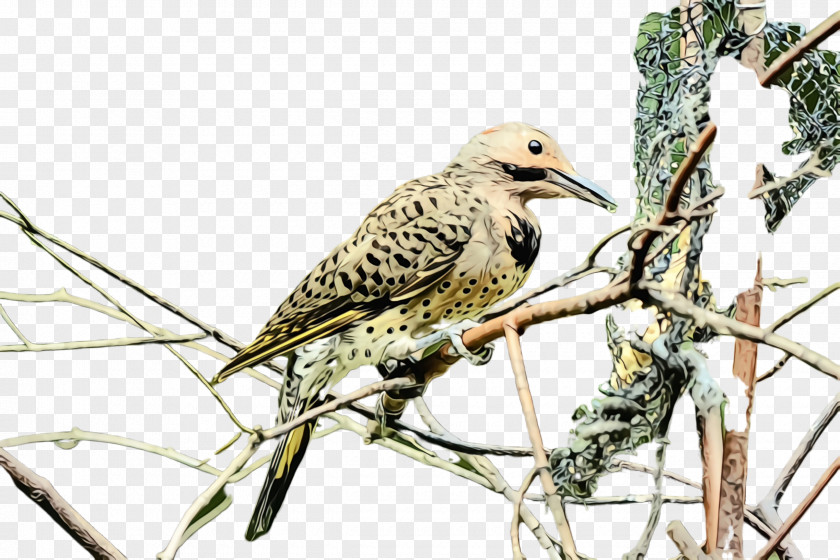 Cuculiformes Starling Bird Beak Northern Flicker Wildlife Adaptation PNG