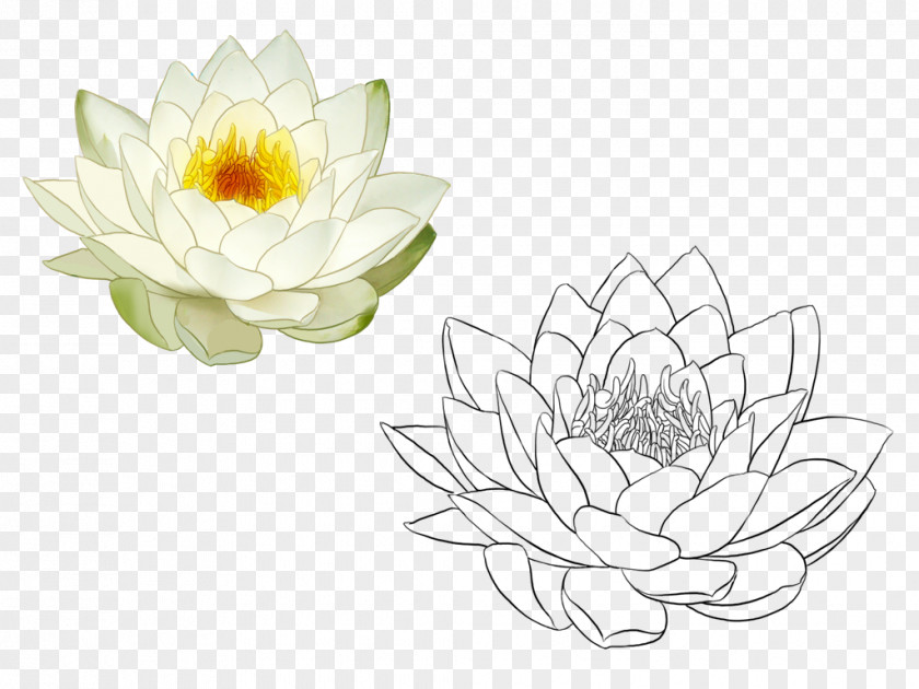 Hand-painted Lotus Nelumbo Nucifera Painting Illustration PNG