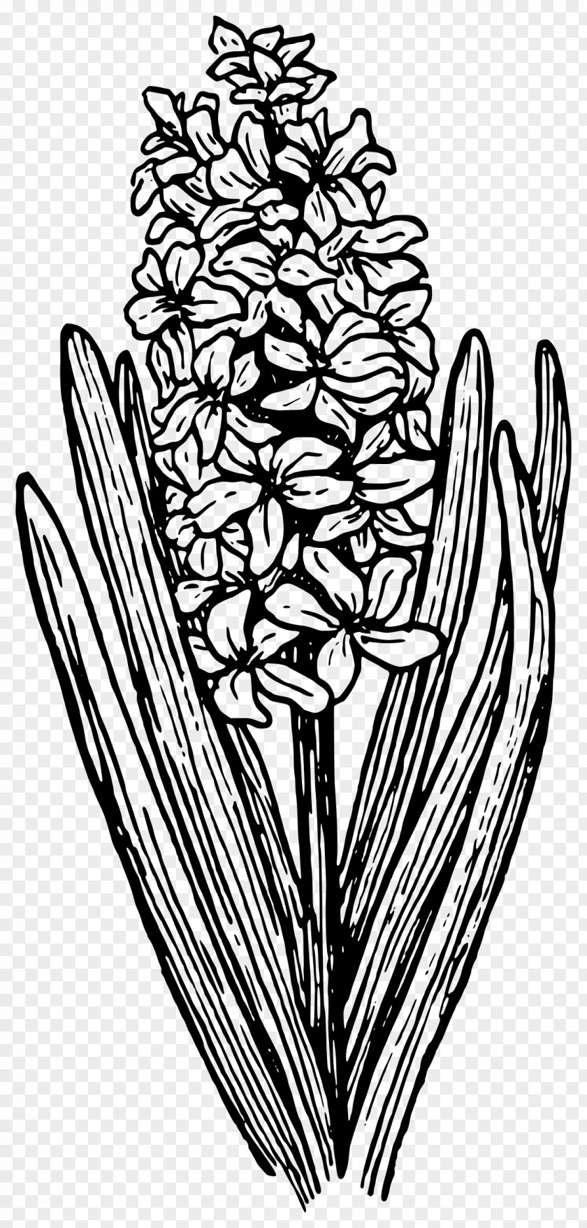 Hyacinth Drawing Clip Art PNG