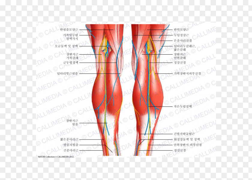 Knee Human Body Anatomy Tendon Patellar Ligament PNG