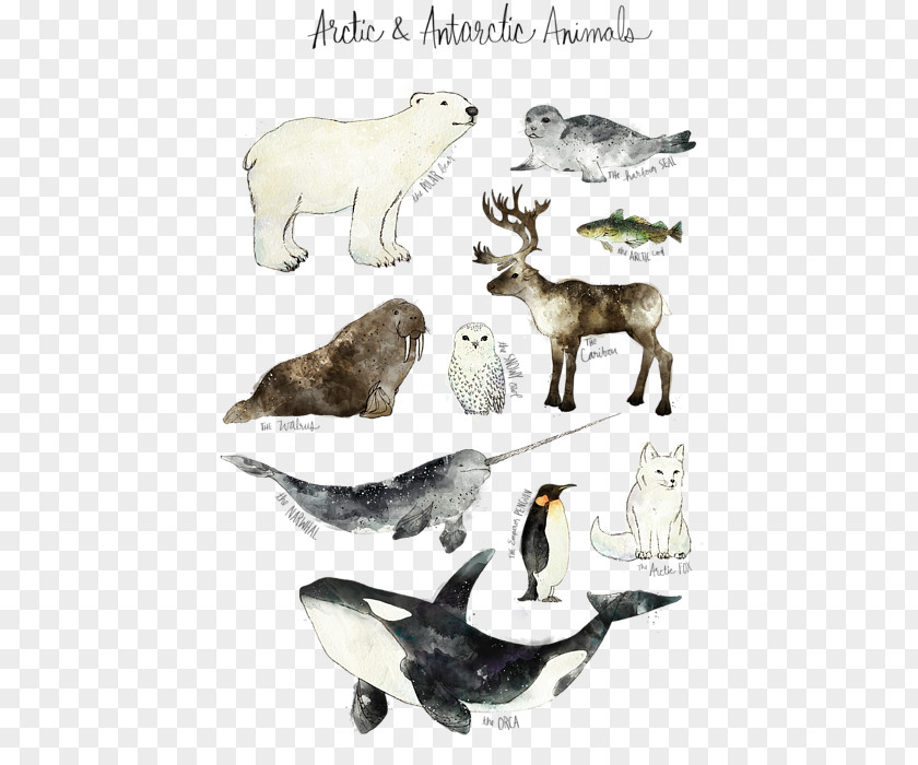 Northern America Animals Amy Hamilton Design + Illustration Work Of Art Poster Printmaking PNG