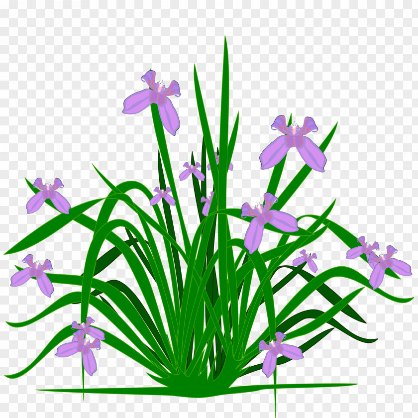 Plants Flower Irises Iris Croatica Clip Art PNG