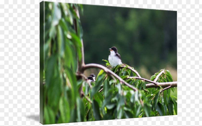 Birds Tree Finch Ecosystem Fauna Beak Wildlife PNG
