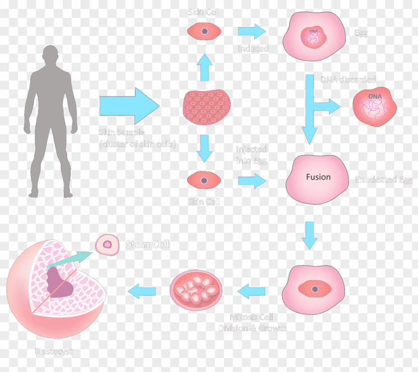 Endothelial Cells Skin Embryonic Stem Cell Stem-cell Therapy PNG