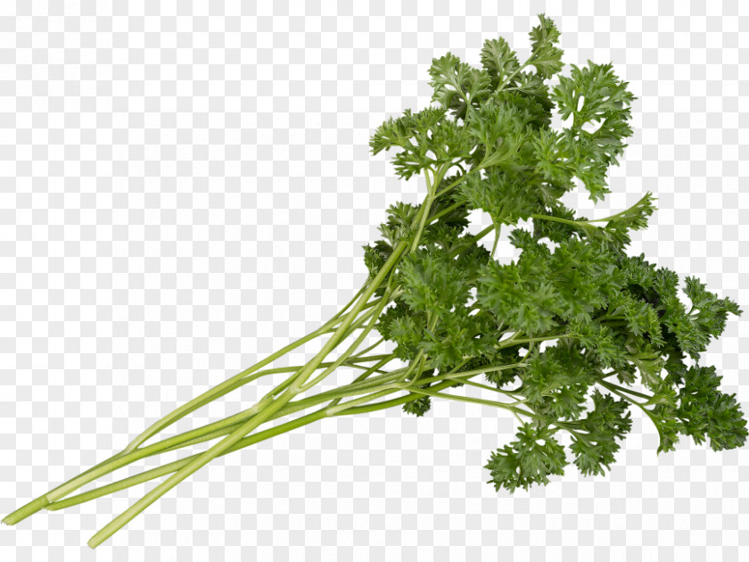 Parsley Transparency And Translucency Coriander Pancake PNG