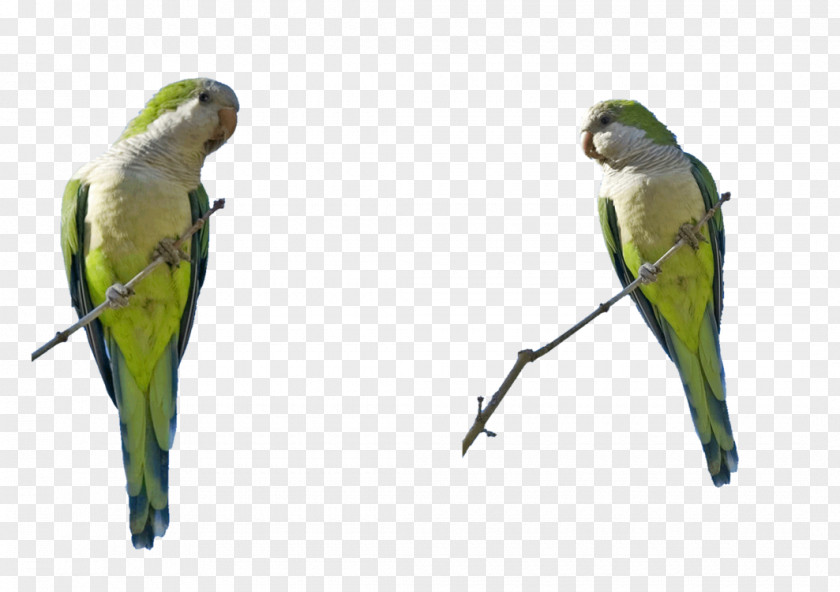 Bird Budgerigar Lovebird Parakeet Macaw Art PNG