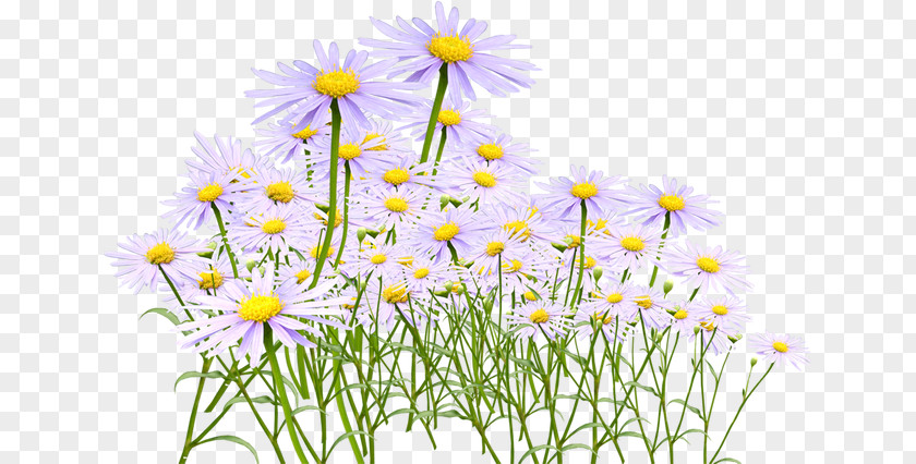 Chrysanthemum Tea Oxeye Daisy Yellow PNG