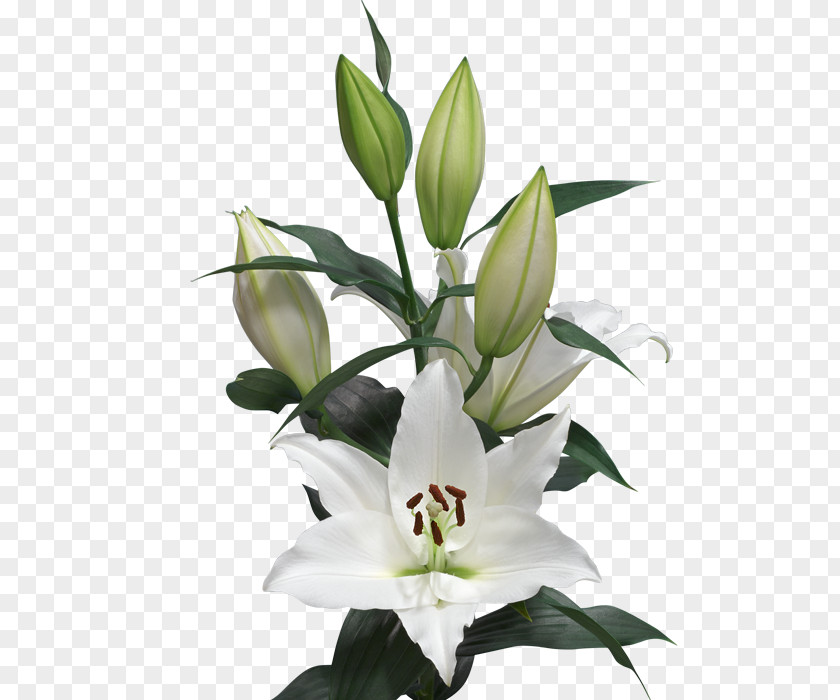 Flower Lilium Cut Flowers Length Oriental Hybrids PNG
