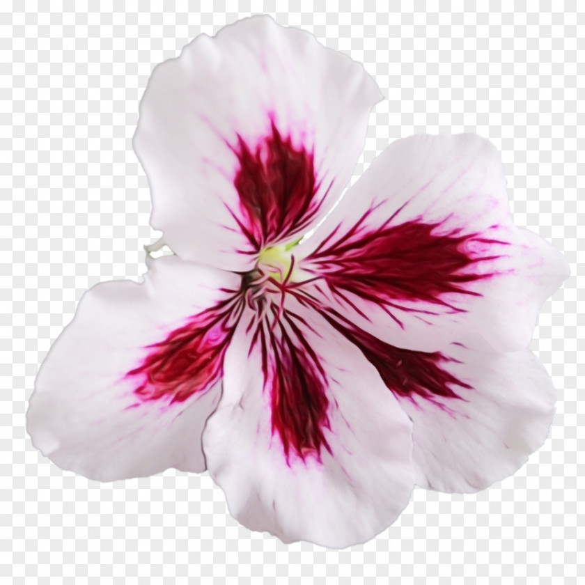 Geraniales Violet Family Crane's-bill Sweet Scented Geranium Transparency Flower Geraniums PNG