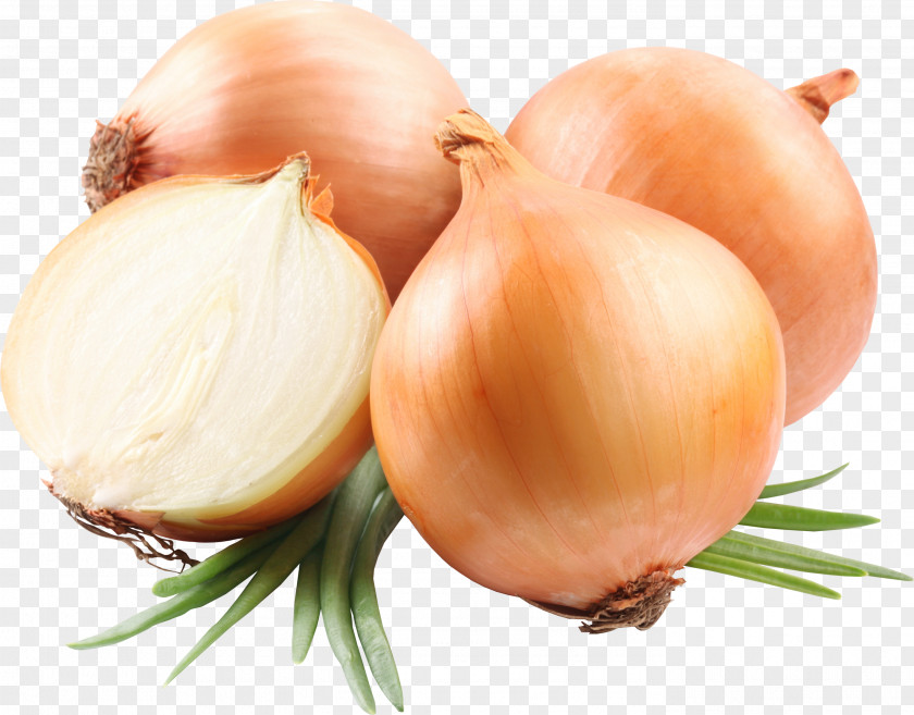 Onion PNG clipart PNG