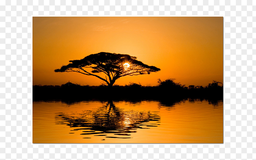 Tree Wattles Africa Sunset Wall Decal PNG