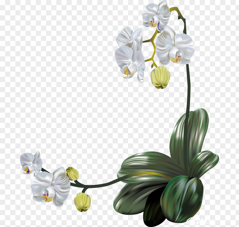 Orchid Vector Moth Orchids Flower Clip Art PNG