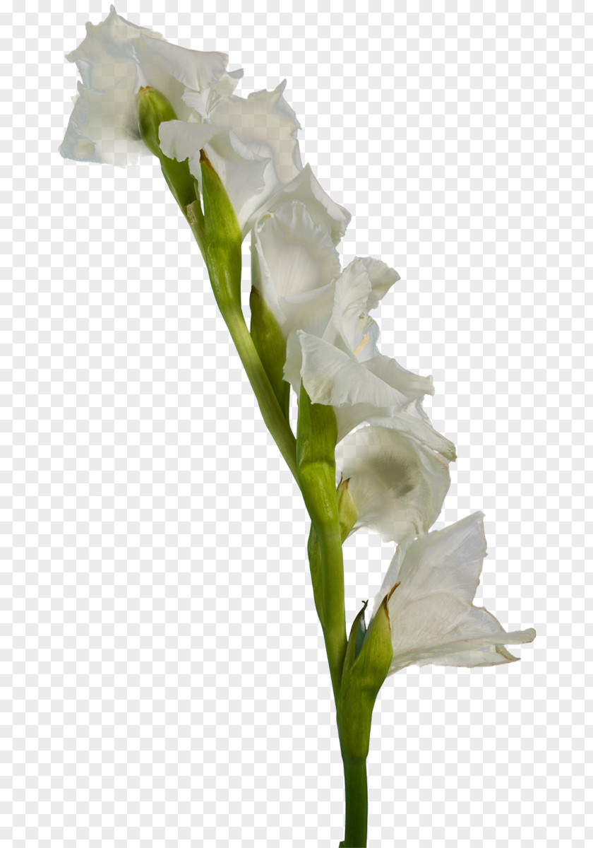 Gladiolus White Cut Flowers PNG
