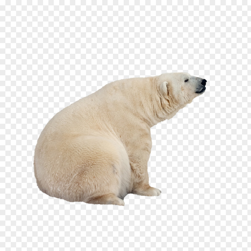 Polar Bear International Day PNG