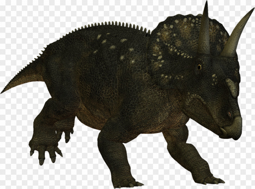 Dinosaur Triceratops Nedoceratops Ceratopsia Photography PNG