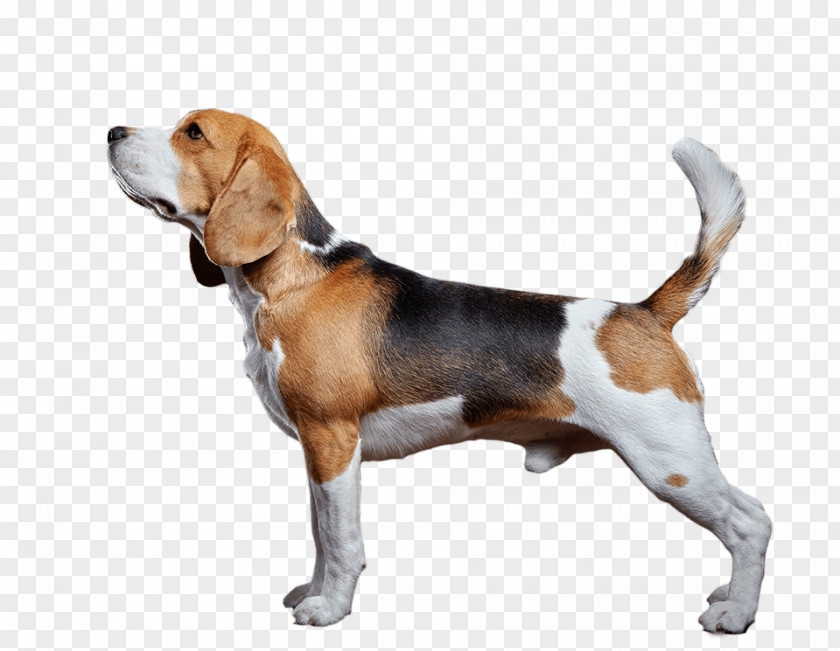 Dogs And Cats Beagle-Harrier American Foxhound English PNG