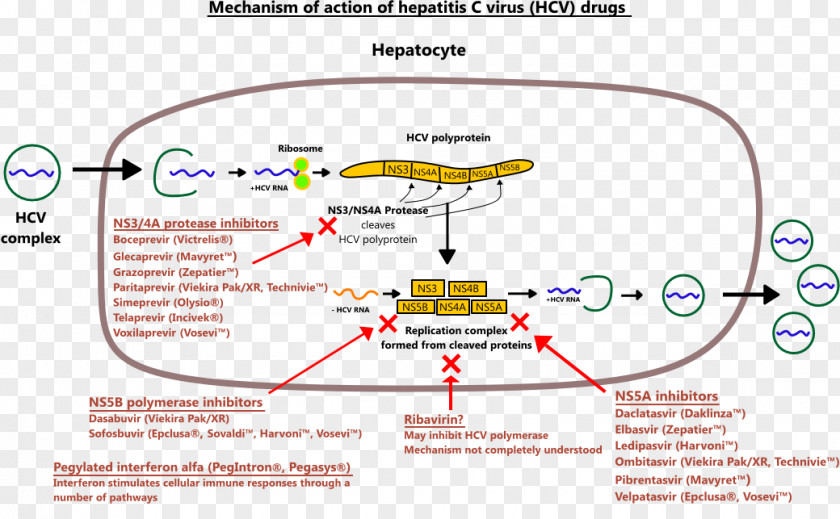 Drug Ledipasvir/sofosbuvir Hepatitis C Virus Mechanism Of Action Ribavirin PNG