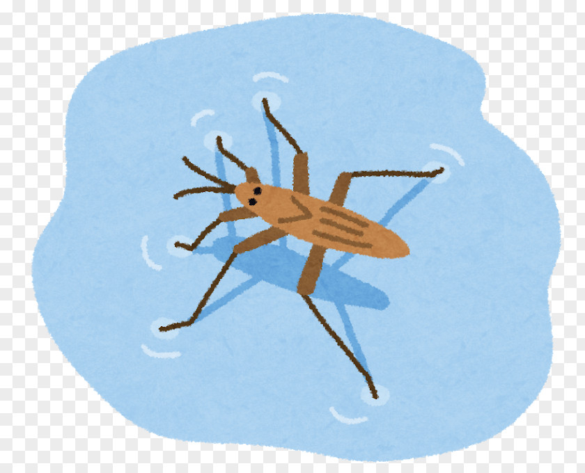 Insect Water Striders アメンボ類 Pentatomoidea Ame PNG