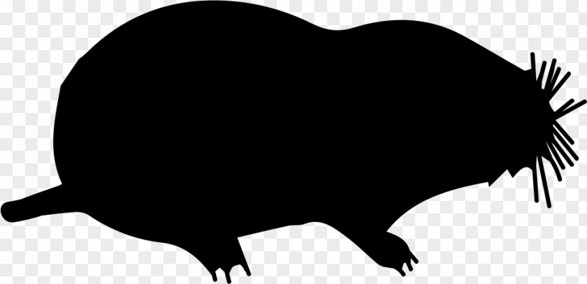 Rat Moles Shape Animal Mammal PNG