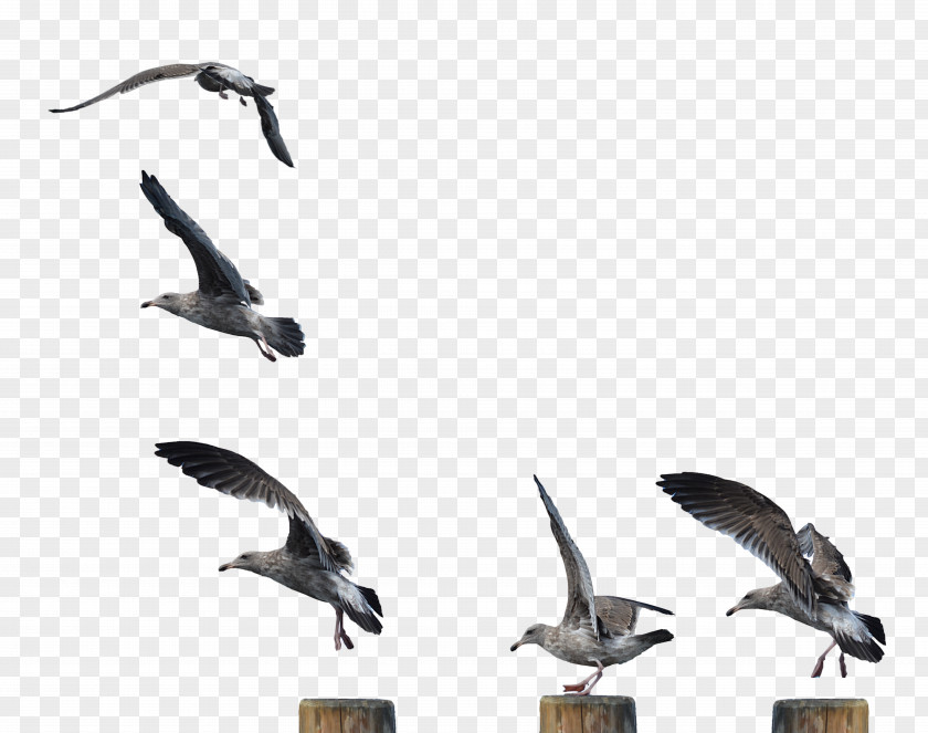 Seagull Gulls Shorebirds European Herring Gull Goose PNG