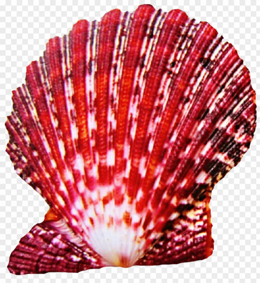 Seashell Andaman Sea Limpet Mussel Clam Conchology PNG