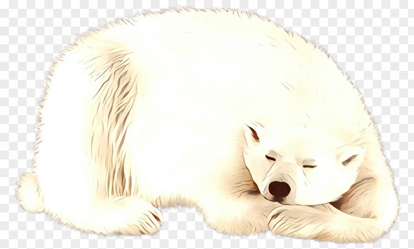 Whiskers Dog Polar Bear Arctic Fox Cat PNG