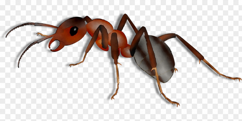 Ant Tithal Beach Universe Of The Legend Zelda Wasp PNG