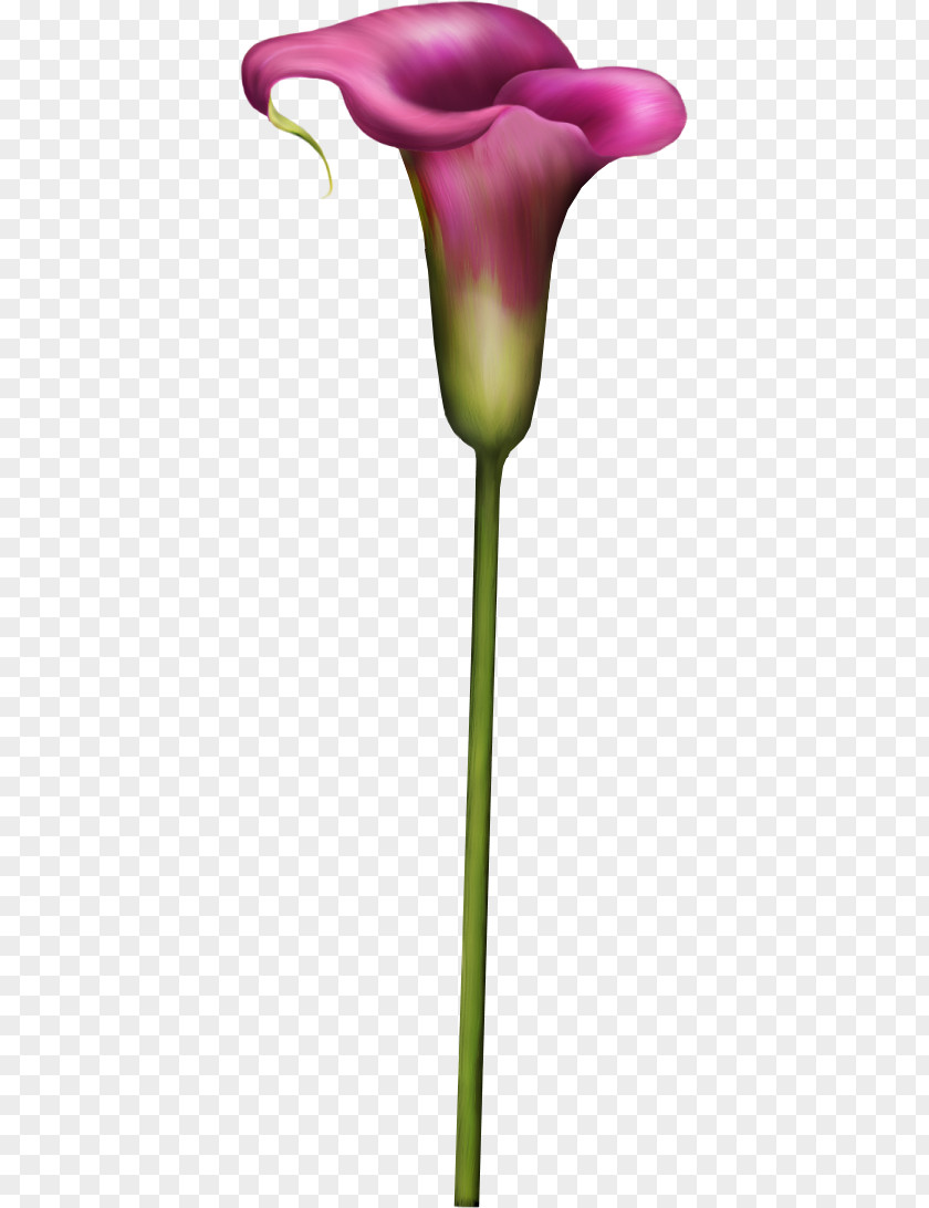 Flower Petal Cut Flowers Tulip Plant Stem PNG