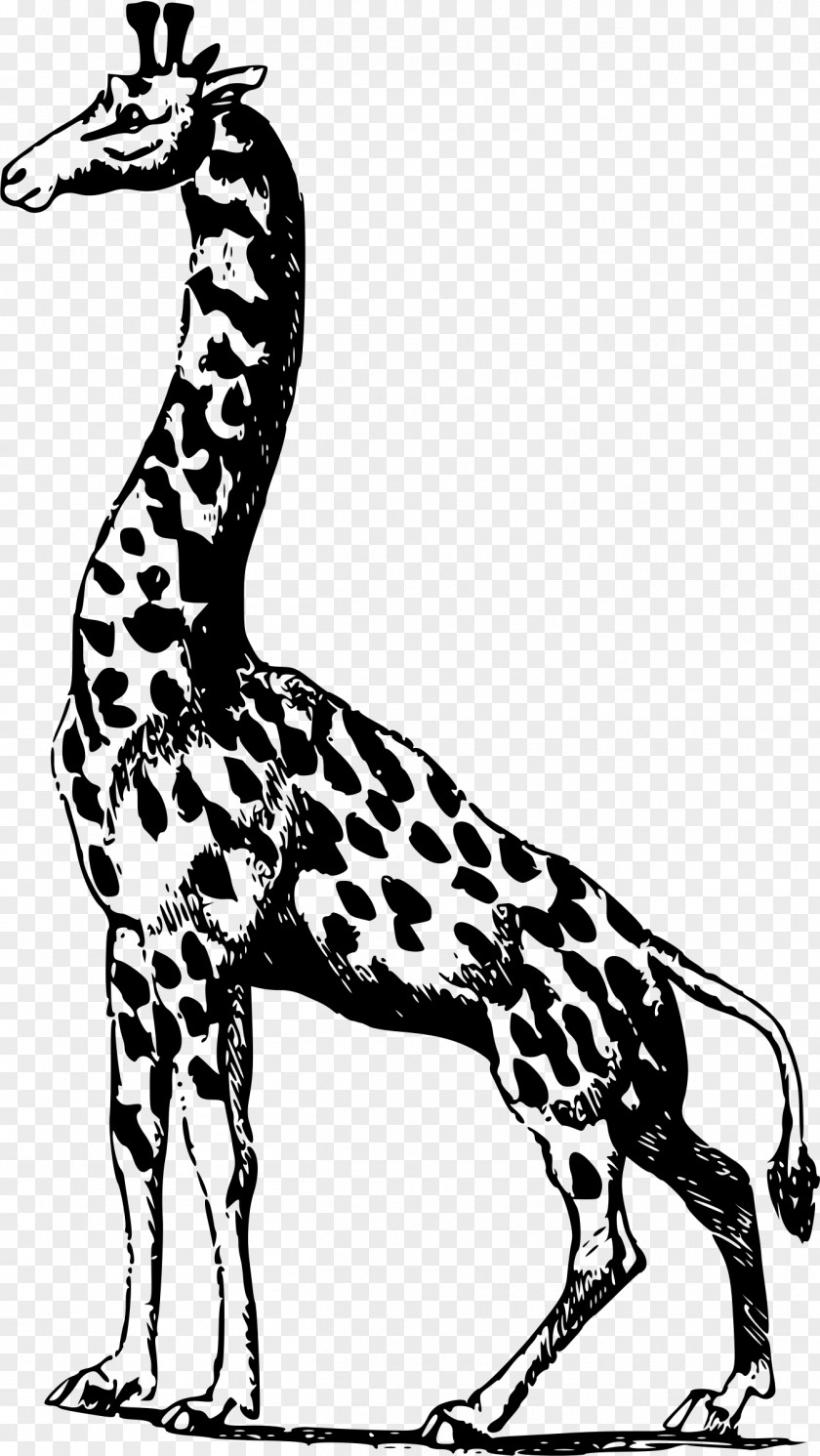 Giraffe Africa PNG