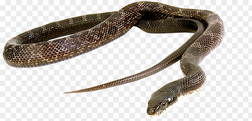 Snake Green Anaconda Reptile Vipers Cobra PNG