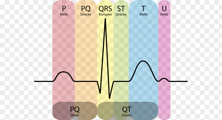 Ecg Heart Electrocardiography Cardiology Systole QRS Complex PNG