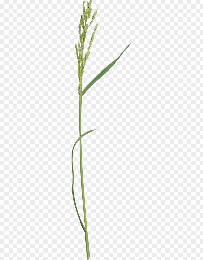 Green Leaves Grass Lawn Herbaceous Plant Twig Stem PNG