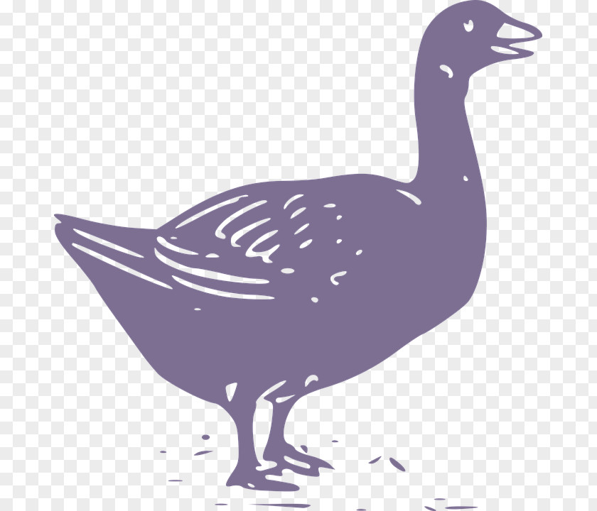 Grey Goose Duck Chicken Illustration PNG