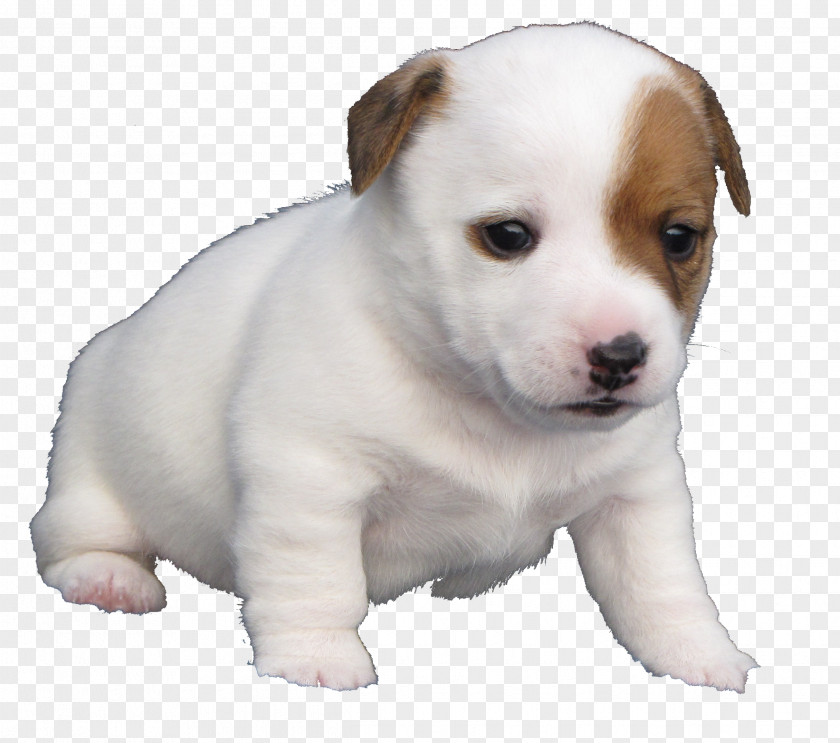 Puppy Quil Ceda Veterinary Clinic Jack Russell Terrier Dog Breed PNG