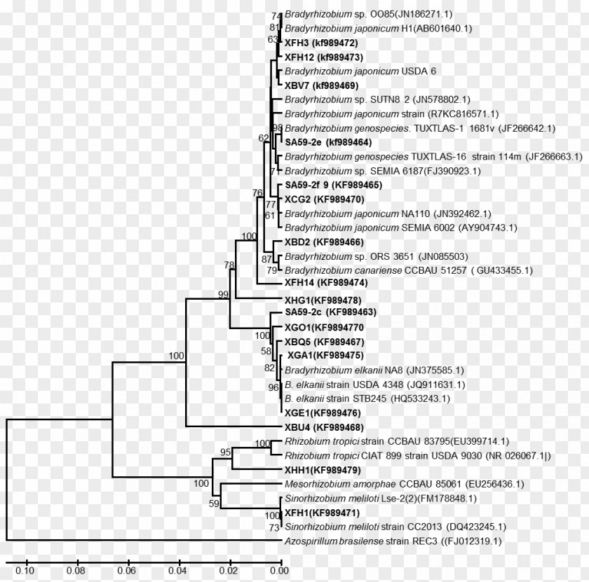 Africa Tree Nucleic Acid Sequence Analysis Phylogenetics Neighbor Joining Bacteria PNG