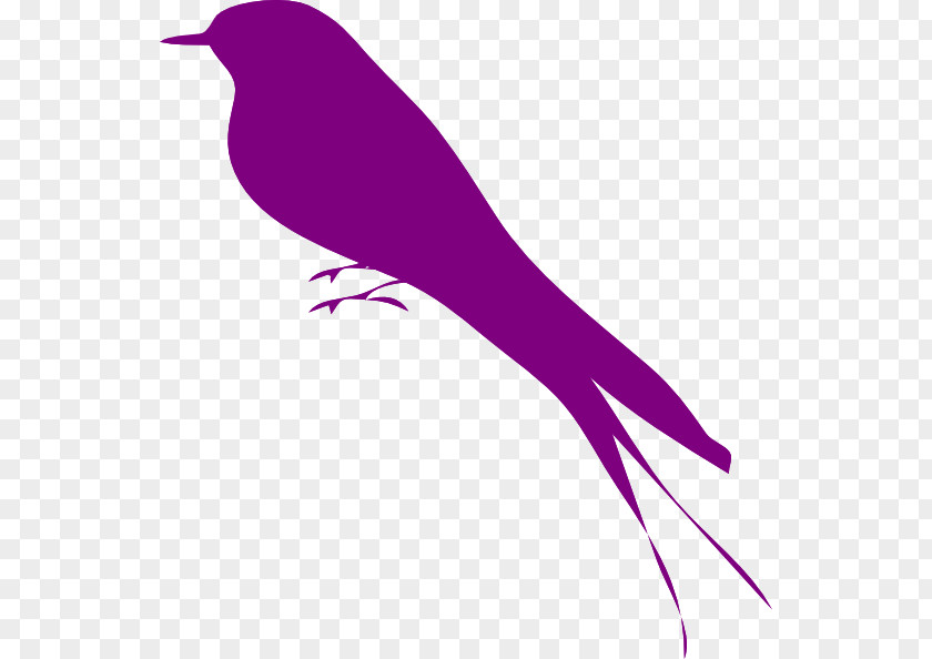 Bird Purple Photos Icon Violet Clip Art PNG