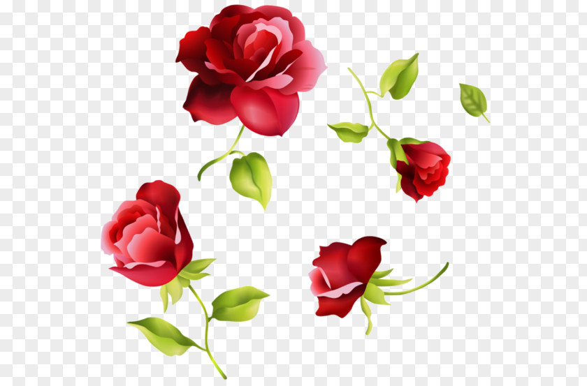 Flower Vector Graphics Image Beach Rose Clip Art PNG