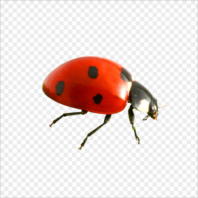 Ladybug Insect Weevil Biology Orange S.A. Compact Disc PNG
