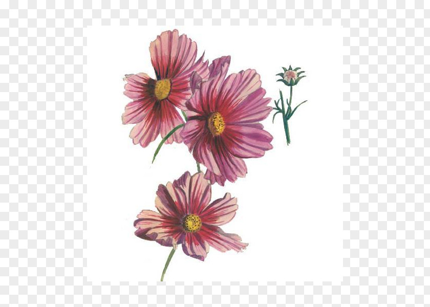 Chrysanthemum Garden Cosmos Transvaal Daisy Cut Flowers Annual Plant PNG