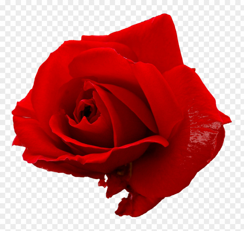 Only Rose Flower Clip Art PNG