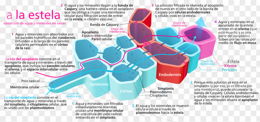 Plant Apoplast Centrale Cilinder Symplast Xylem PNG